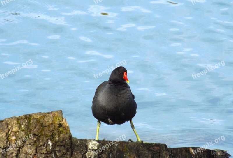 Water Chicken Mattheiser Pond Trier Animal Bird