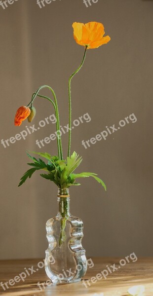 Poppy Poppy Flower Flowers Spring Red Orange Three