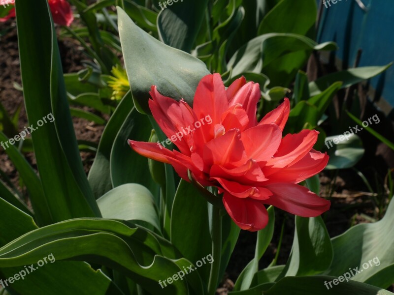 Tulip Pink Tulip Double Tulip Closeup Garden Flowers