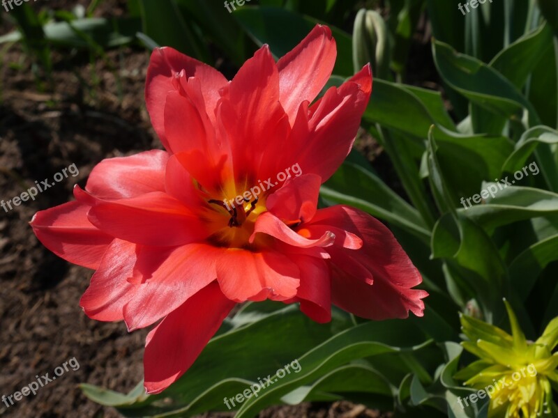 Tulip Pink Tulip Double Tulip Closeup Garden Flowers