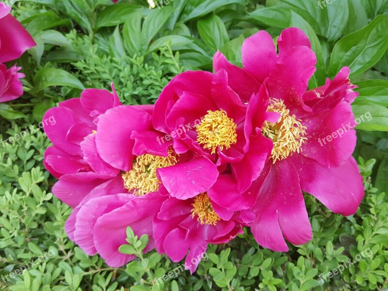 Peonies World Transport Red Color Free Photos