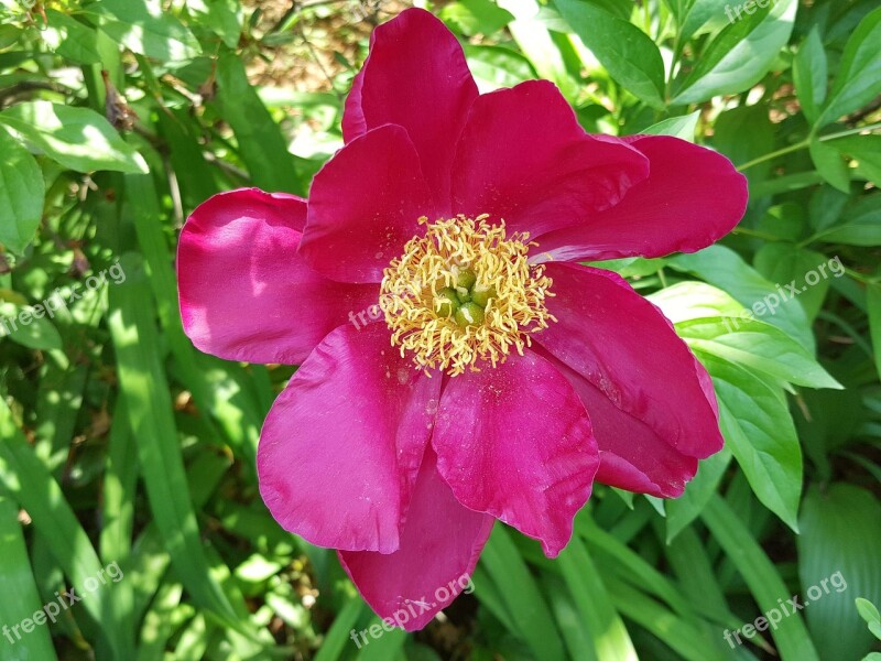 Peonies Spring Garden Free Photos