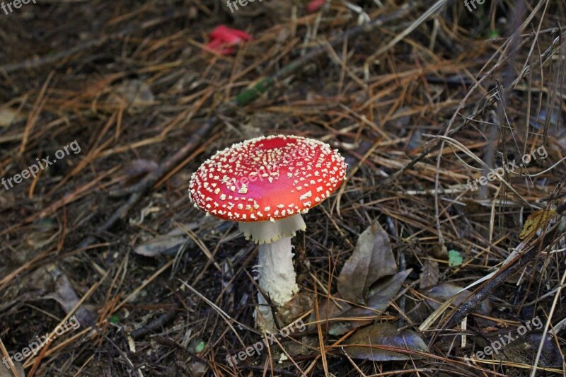 Mushroom Red Nature Forest Leaf