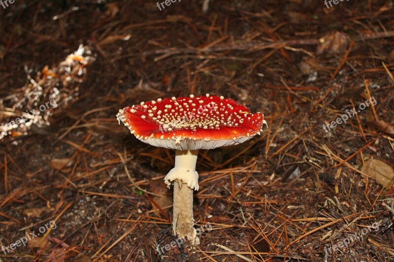 Mushroom Red Nature Forest Leaf