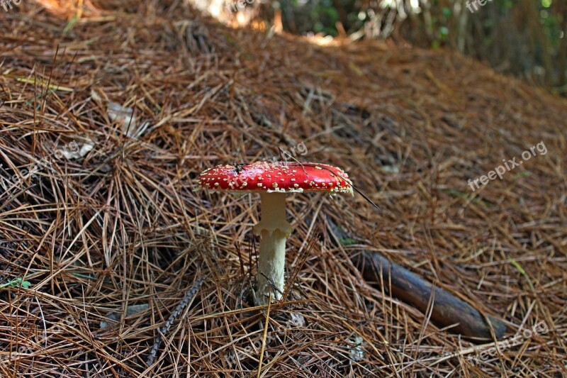 Mushroom Red Nature Forest Leaf