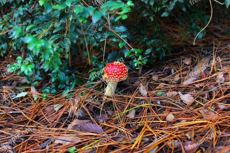 Mushroom Red Nature Forest Leaf