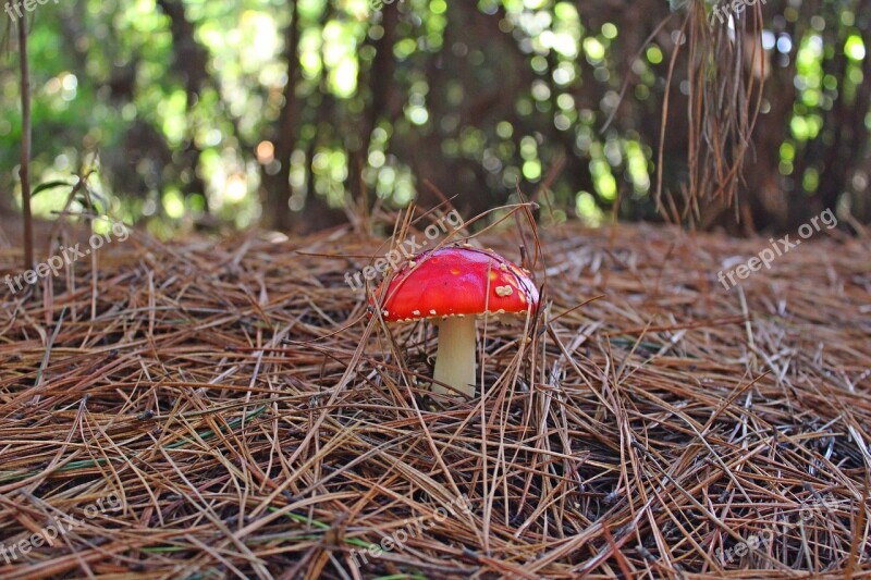 Mushroom Red Nature Forest Leaf