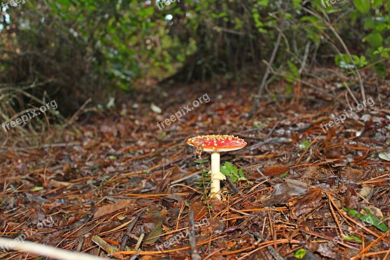 Mushroom Forest Nature Autumn Wild