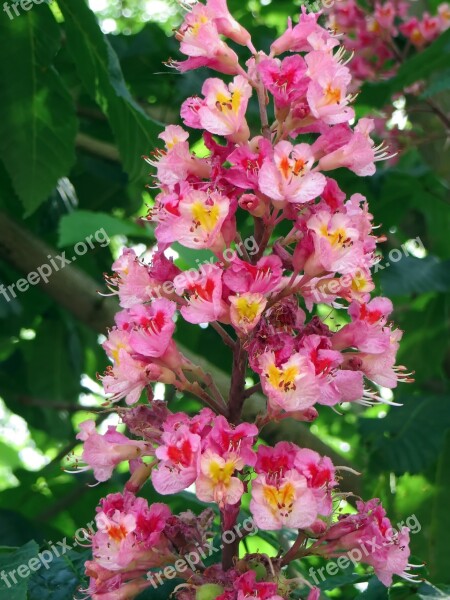 Horse Chestnut Pink Briot Aesculus Briotti Sapindaceae