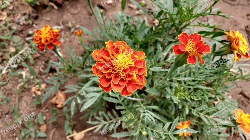 Orange Flower Blossom Glower Blooming Orange Flower Blossoming