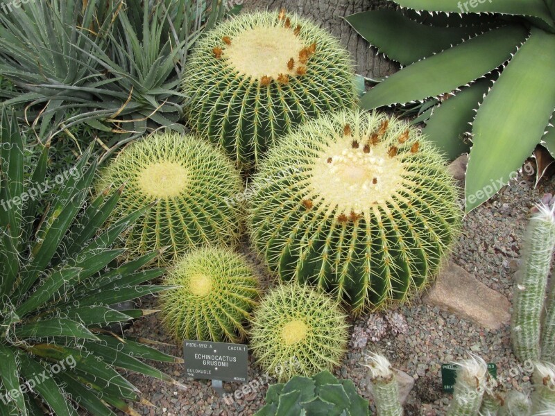 Cactus Spines Nature Cash Green