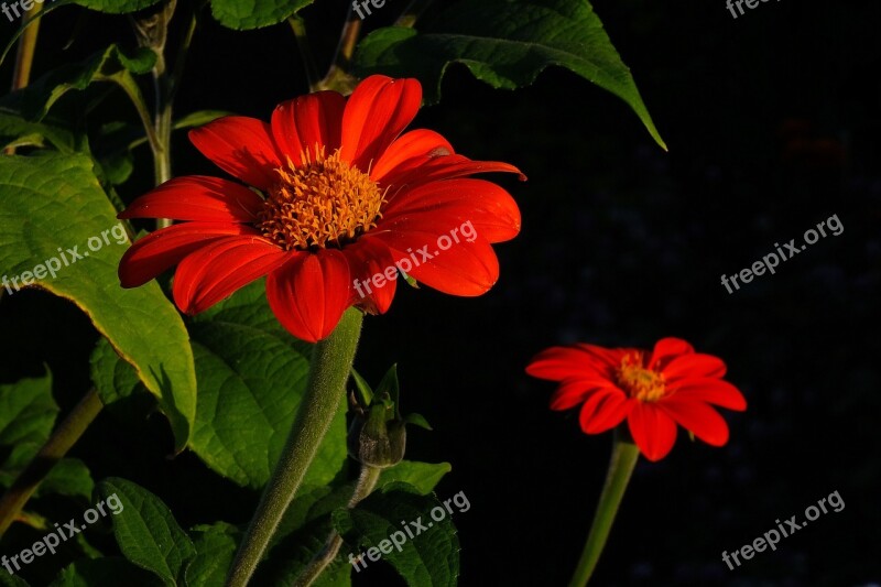 Flower Autumn Flower Red Autumn Garden Plant