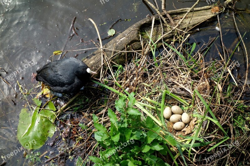 Coot Water Bird Ralle Animal Water