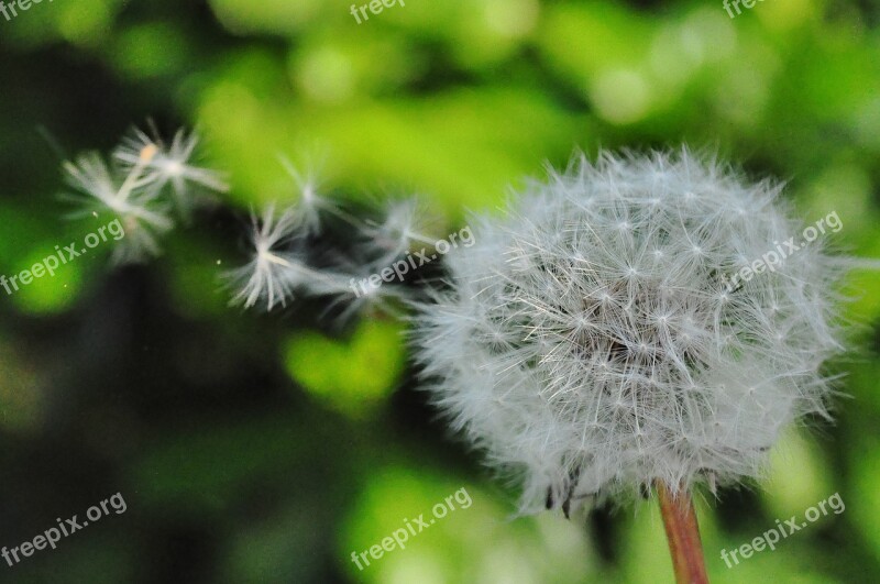 Dandelion Seed Blowing Wind Nature