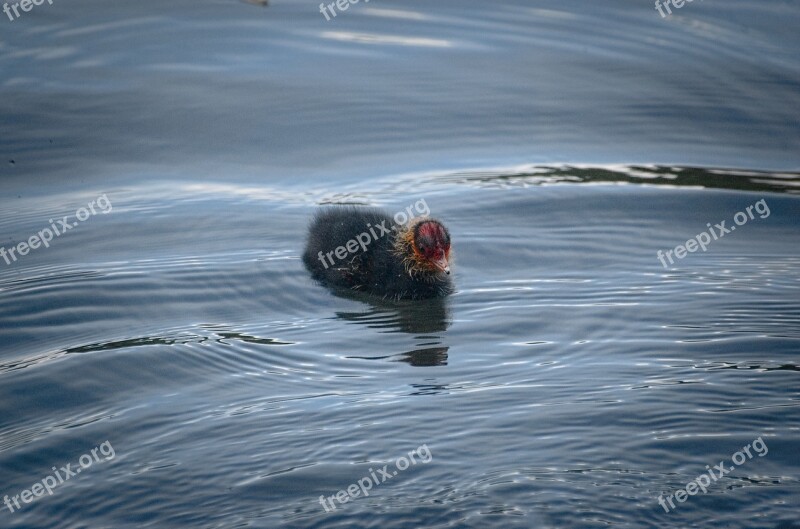 Coot Ralle Chicks Young Duck