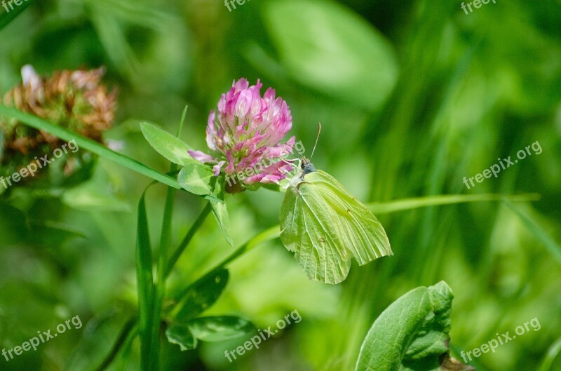 Butterfly Gonepteryx Rhamni Disguised Flower Red Clover