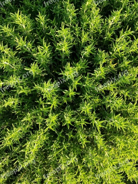 Thyme Plant Herbs Green Nature