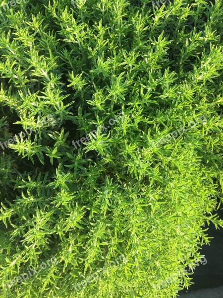 Thyme Plant Herbs Green Nature