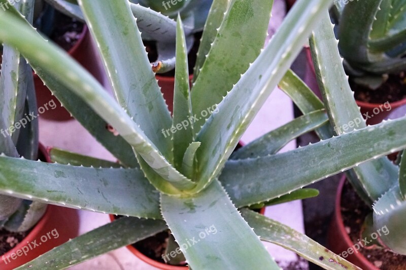 Aloe Vera Plant Healthy Vitamin Nature