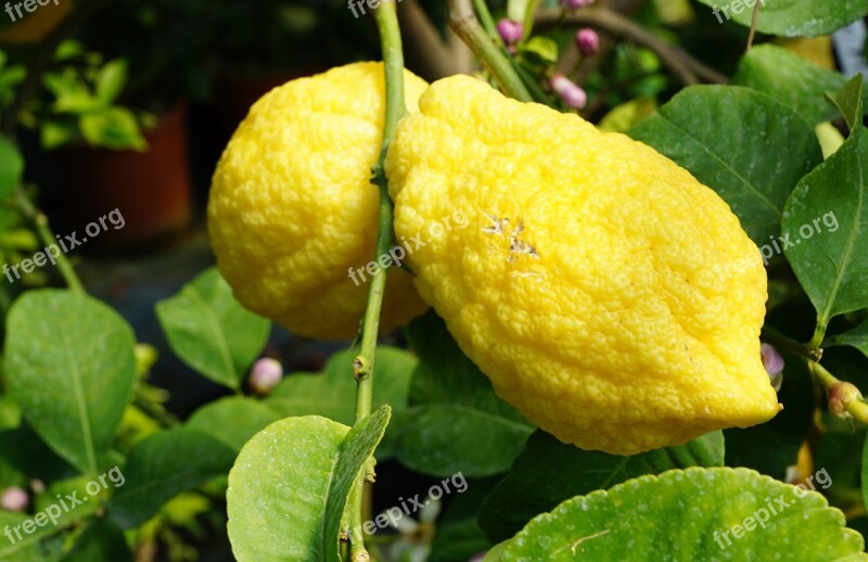 Lemon Tree Tree Italy Summer Garden