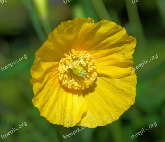 Flower Blossom Bloom Yellow Tender