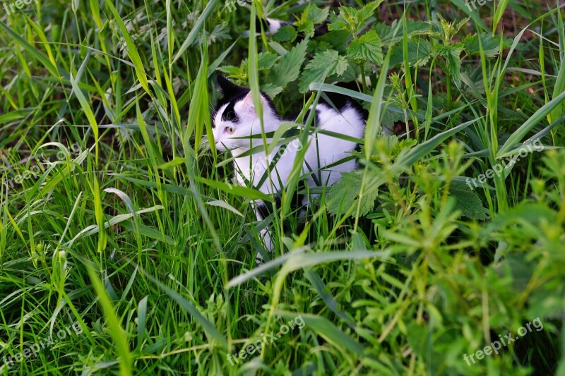 Cat Hidden Lauer Curious Attention