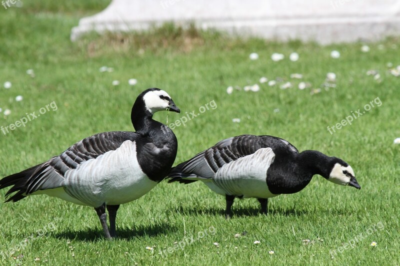 Animals Geese Poultry Feather Goose