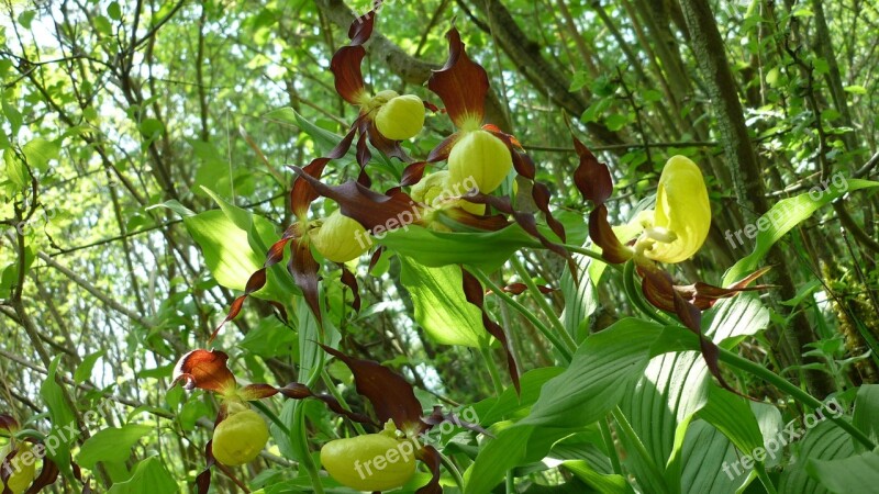 Popular Photo Object Frauenschuh Orchid Group Wild