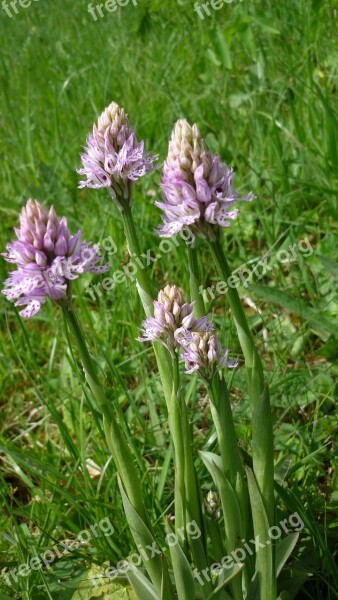 Three-toothed Orchid Orchis German Orchid Rarely Grassland Plants Protected