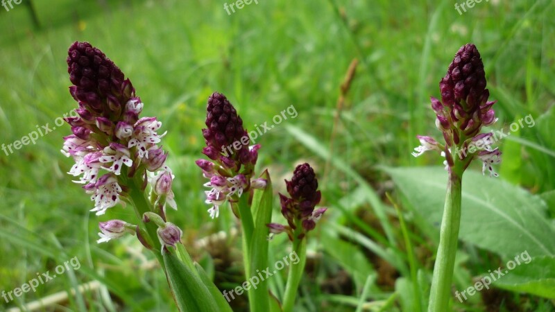 Orchis Ustulata Brand Boys Herb Orchids Flowers Endangered Grassland Plants