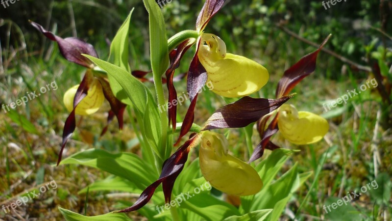 Frauenschuh Orchideenblüte Yellow Natural Resources Free Photos