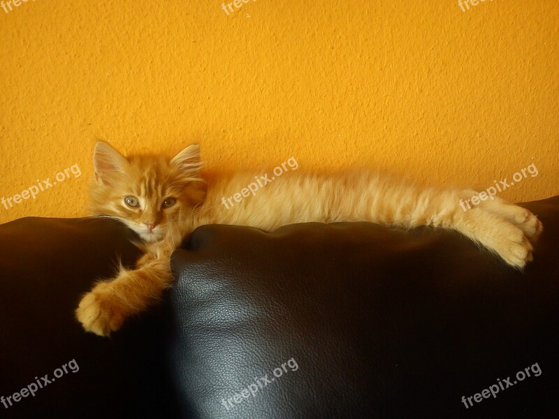 Maine Coon Cat Free Photos