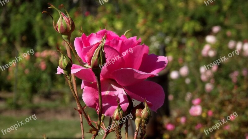 Rosa Flower Roses Nature Pink