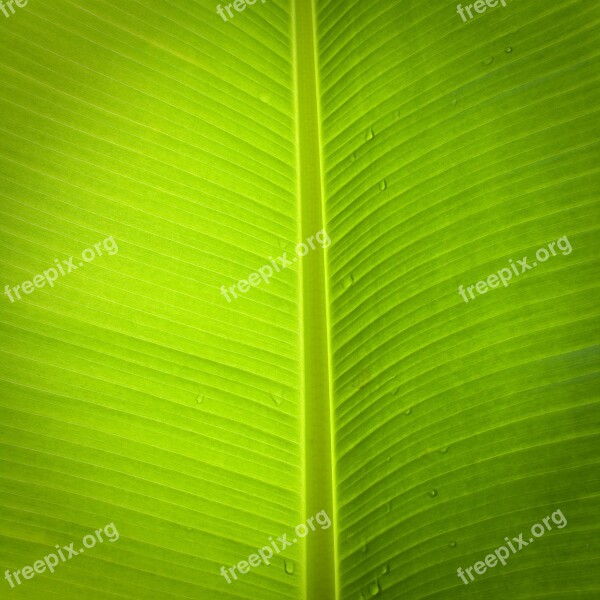 Leaf Banana Tree Green Free Photos