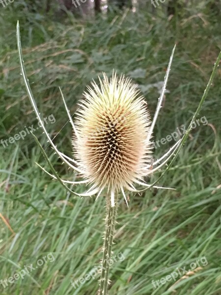 Beauty Dry Flower Dry Flower Free Photos