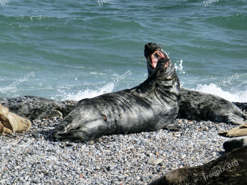 Seerobbe Sea Seal Sea ​​lion Creature