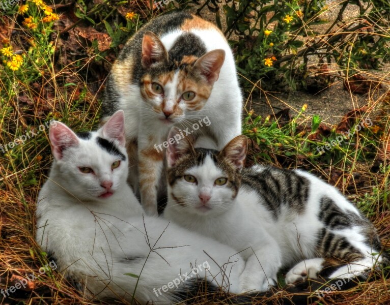 Cats Three Animal Kitten Domestic