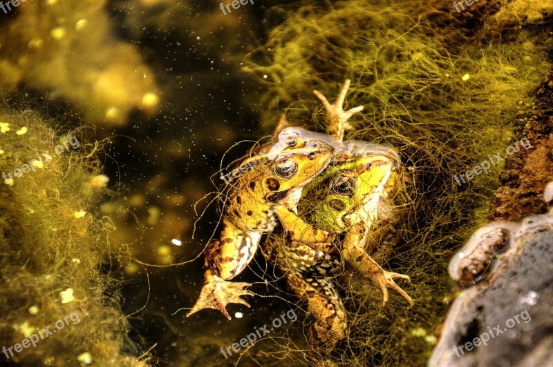 Nature Frogs Animal Amphibian Wild