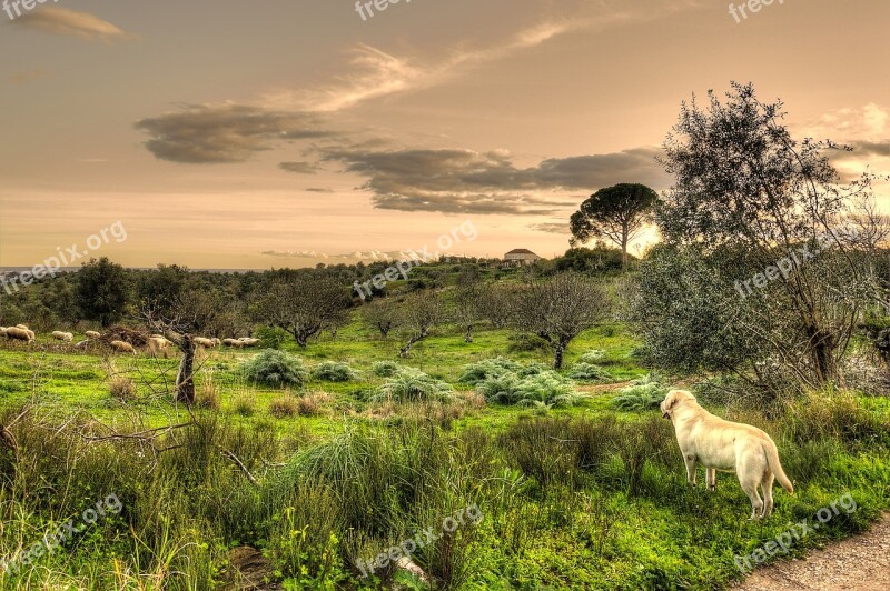 Bucolic Sheep Dog Rural Landscape