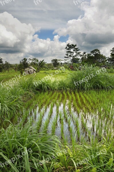 Paddy Mood Nature Free Photos