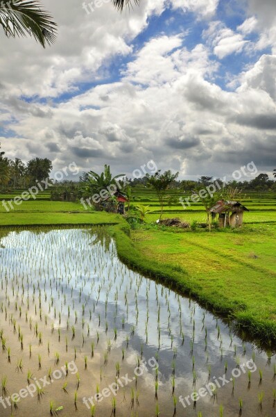 Paddy Clouds Water Free Photos