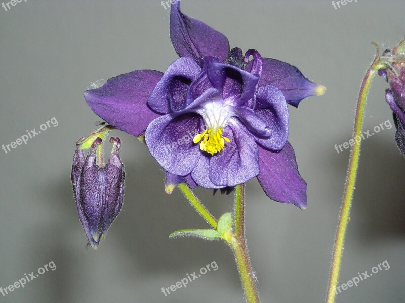 Columbine Flower Common Akelei Garden Plant Close Up