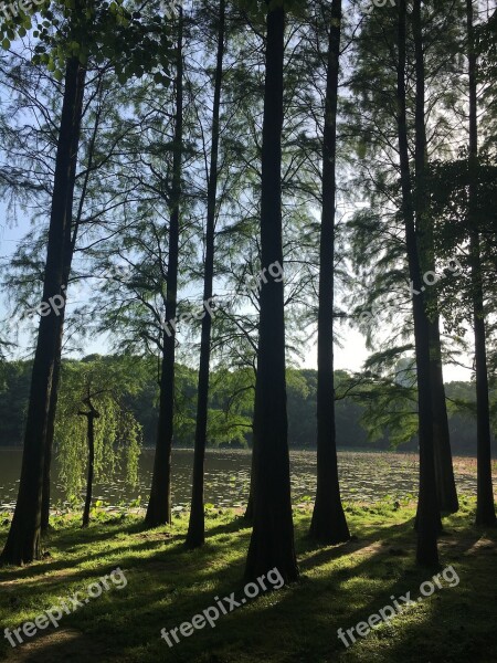 East Lake Light And Shadow Vertical Free Photos