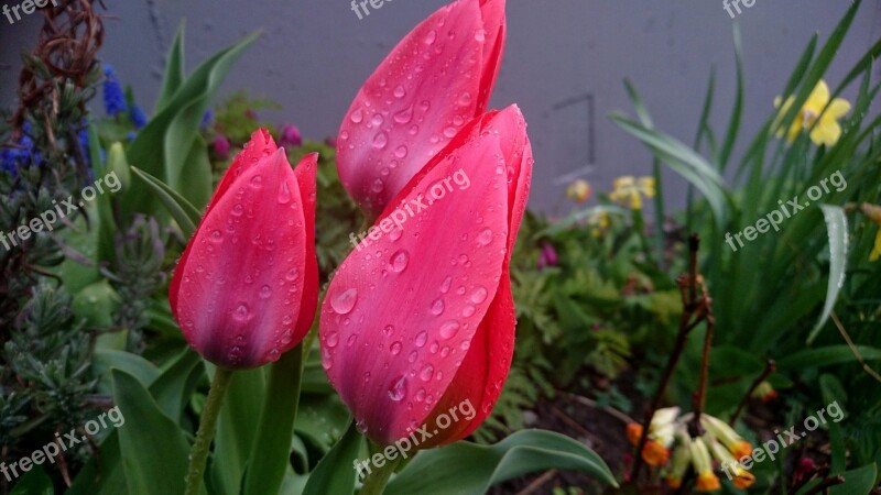 Tulips Spring Flowers Flowers Raindrops Water Drops