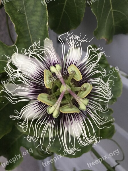 Passionfruit Passionfruit Flower Flower Fruit Nature