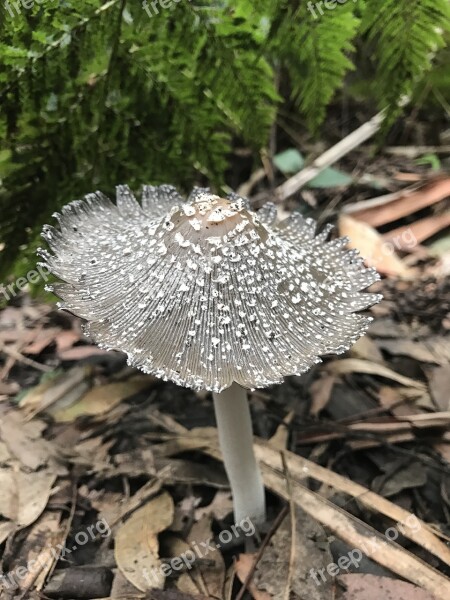 Mushroom Nature Fairy Forest Hiking