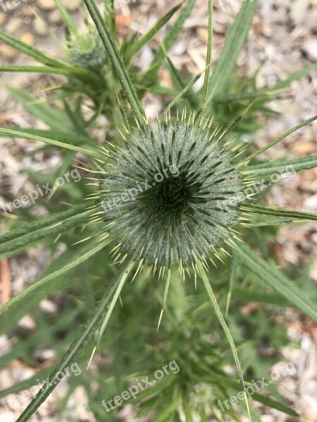 Flower Green Plant Nature Native