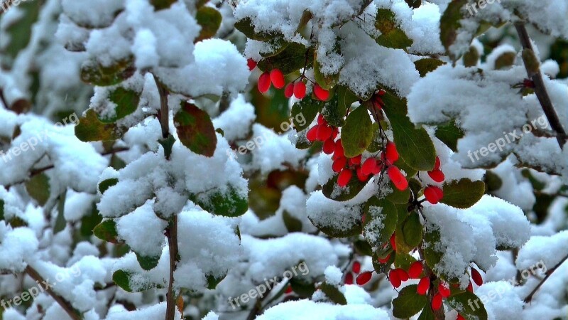 Winter Berry Barberry Nature Red Berries