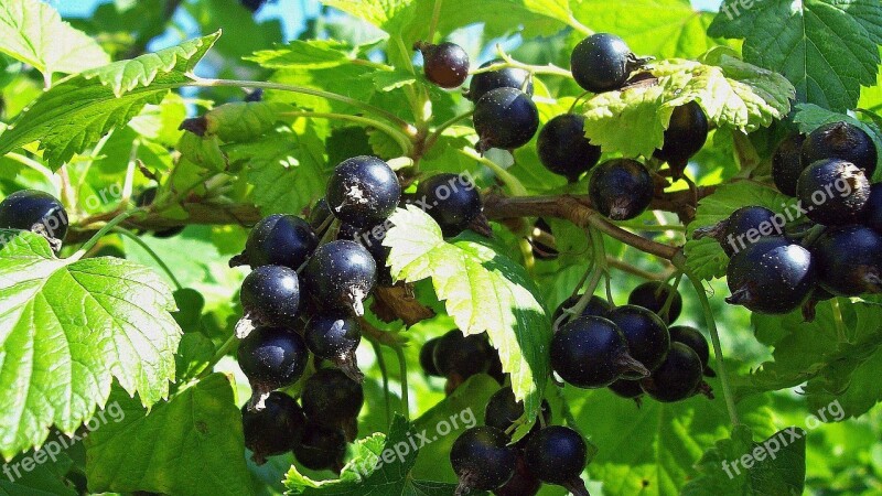 Currant Summer Berry Fruit Ripe