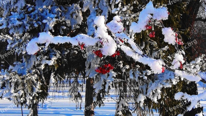 Winter Rowan Forest Nature Snow